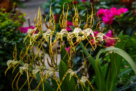 美丽的 植物区系 浪漫的 兰属 花的 颜色 环境 花瓣 盛开