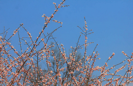 植被 全景图 花园 分支 植物 自然 天空 春天 花瓣