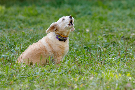 朋友 夏天 纯种 犬科动物 羊肉 草地 自然 跑步 小狗