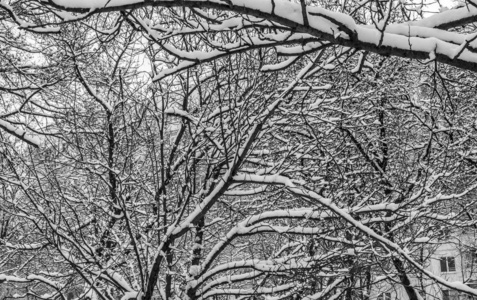 花园 植物 森林 自然 圣诞节 风景 天气 暴风雪 季节