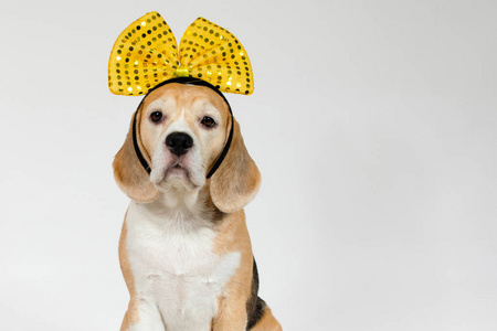 同伴 狩猎 耳朵 犬科动物 可爱极了 可爱的 宠物 食肉动物