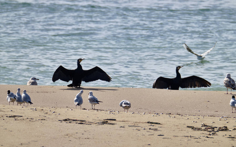 海岸 动物 羽毛 自然 海滩 海鸥 传播 海洋 飞行 野生动物