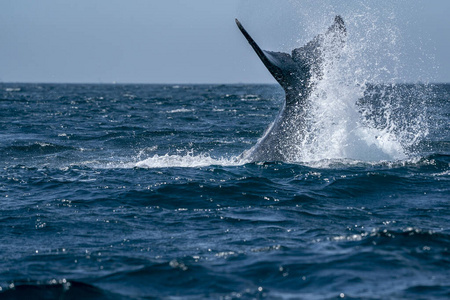 汤加 墨西哥 违背 毛伊岛 夏威夷 鲸鱼 违反 自然 动物