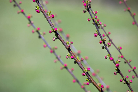 园艺 植物学 樱花 美女 花园 花的 软的 颜色 特写镜头