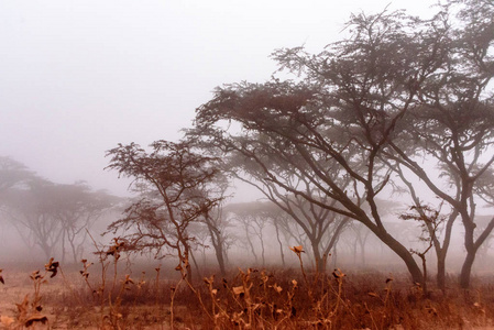 伞形相思树，合欢属植物，在晨雾中沿着通往塞伦盖蒂国家公园的道路行驶