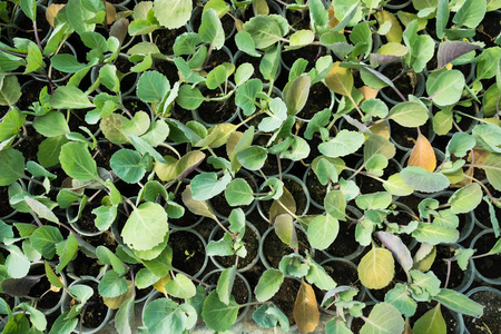 农场 发芽 农业 自然 绿色植物 生长 花园 植物 行业