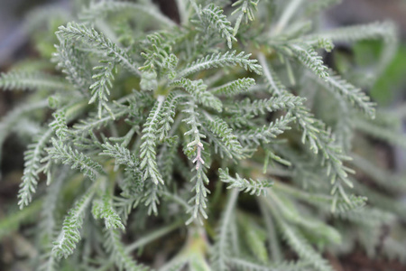 自然 花园 植物学 植物