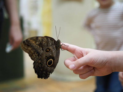 美丽的 女孩 人类 动物 蝴蝶 集中 手指 发现 触摸 童年