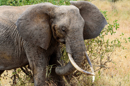 自然 坦桑尼亚 动物 大草原 非洲 游猎 哺乳动物 肖像
