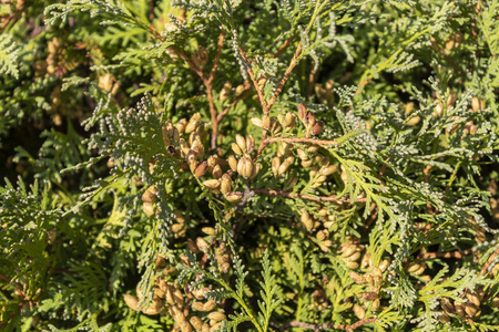 植物 森林 公园 分支 灌木 松木 新的 太阳 夏天 圣诞节