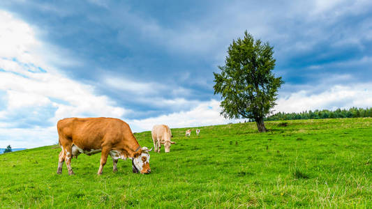 夏天 农田 攀登 牛肉 农事 自然 草地 领域 阿尔卑斯山