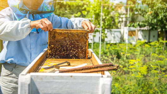 照片 食物 蜂蜡 框架 养蜂场 殖民地 蜜蜂 生物学 喂养