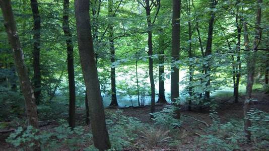 森林 季节 环境 公园 美丽的 树叶 木材 波兰 自然 夏天