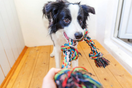 动物 可爱极了 有趣的 能量 小狗 在室内 边境 牧羊犬