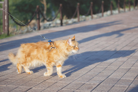 可爱极了 肖像 哺乳动物 小猫 眼睛 络腮胡子 猫科动物