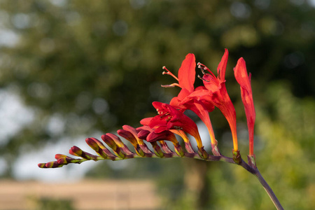 特写镜头 自然 生长 夏天 植物区系 美丽的 植物 颜色