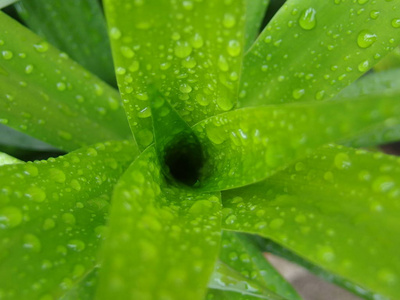 泰语 芬芳 植物 气味 亚洲 草本植物 泰国 调味品 草药