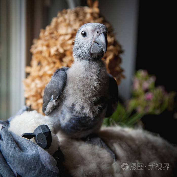 小非洲灰鹦鹉宝宝在窗前