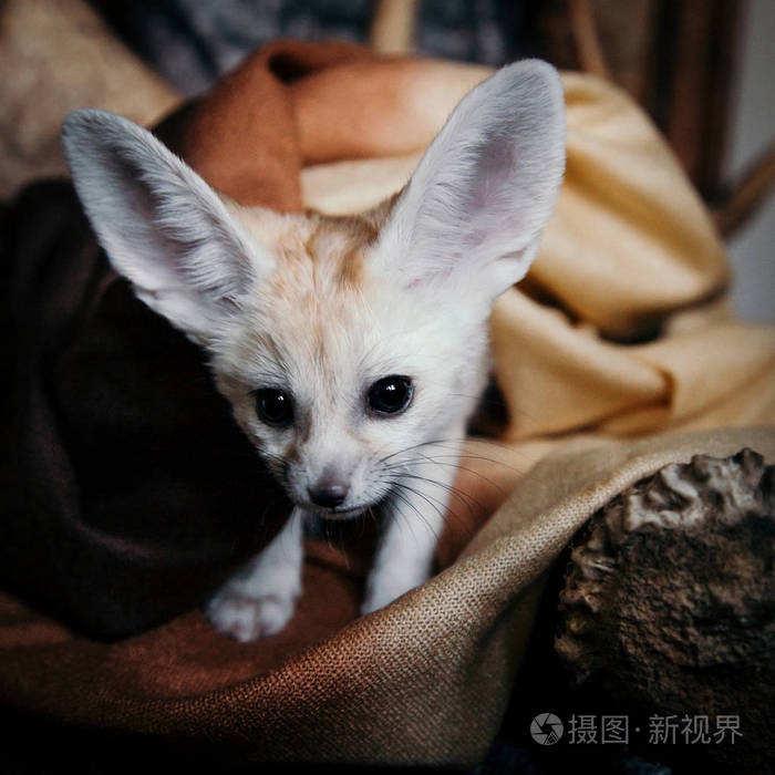 漂亮的芬内克狐狸幼崽在布朗背戈隆