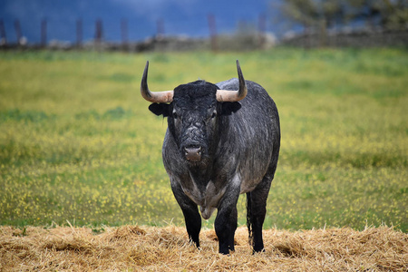 奶牛 西班牙语 疯狂的 害怕 勇敢 哺乳动物 斗牛 野兽