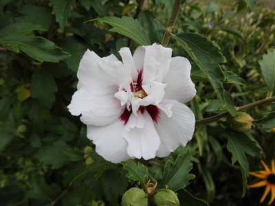 木槿 春天 粉红色 花的 美女 植物 夏天 植物区系 特写镜头