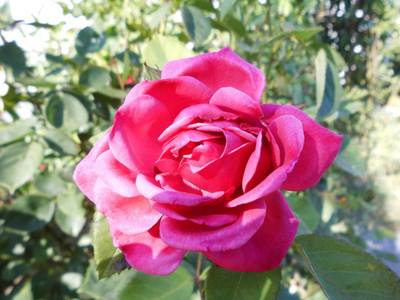 花瓣 自然 情人 美丽的 春天 特写镜头 花的 玫瑰 颜色