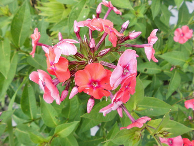 植物学 自然 特写镜头 粉红色 夏天 植物区系 盛开 颜色