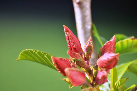 自然 花园 美丽的 夏天 植物 盛开 花瓣 特写镜头 季节