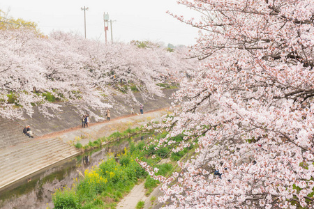 日本人 花蜜 爱知县 花园 分支 盛开 春天 植物 特写镜头