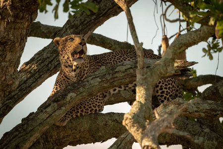捕食者 分支 坦桑尼亚 血清学 大草原 非洲 日光 食肉动物
