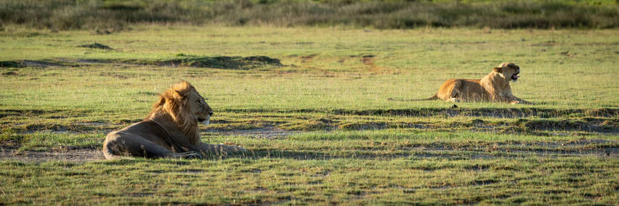 外部 稀树草原 捕食者 母狮 野生动物 狮子 旅行 食肉动物