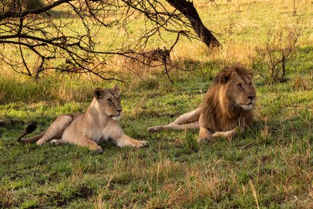 游猎 草地 野生动物 塞伦盖蒂 坦桑尼亚 捕食者 非洲 狮子