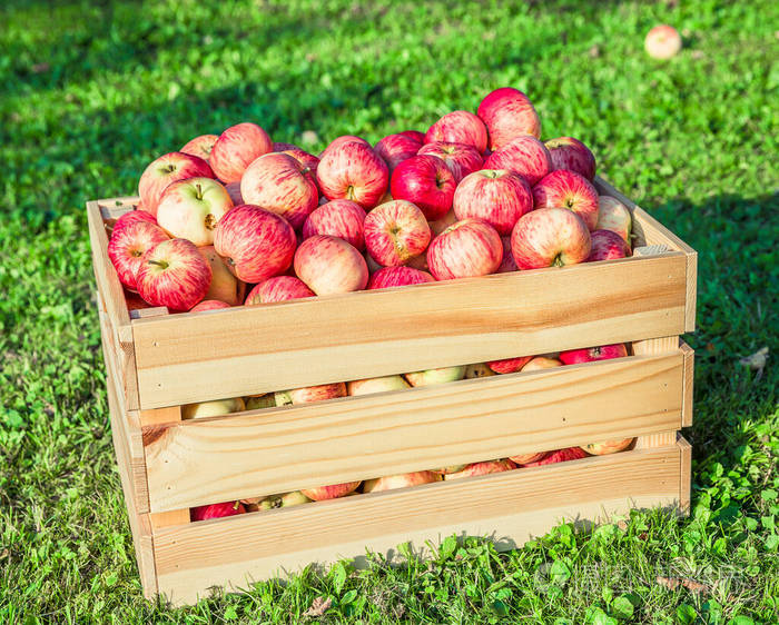 木箱里的熟苹果