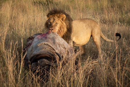 狮子吃杀死图片