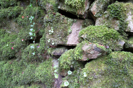 夏天 春天 木材 荒野 树叶 郁郁葱葱 植物 流动的 旅行