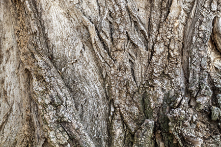 自然 特写镜头 木材 植物 古老的 覆盖 树皮 材料 纹理