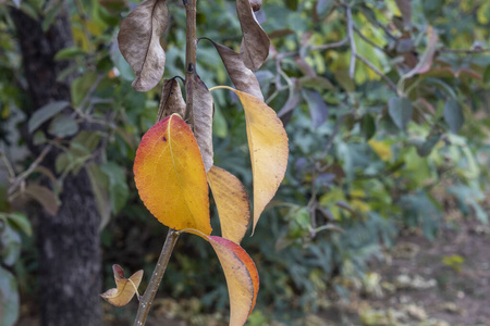 分支 枫树 植物 树叶 季节 秋天 水果 颜色 公园 落下
