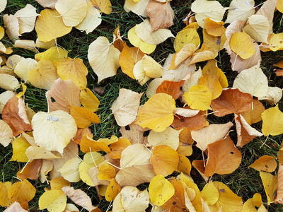 季节 植物区系 落下 公园 花园 十月 秋天 颜色 树叶