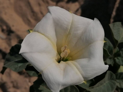 季节 美丽的 植物 环境 自然 美女 食物 植物学 植物区系