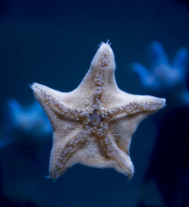 保护 暗礁 潜水 动物 旅行 玻璃 海星 亚热带 珊瑚 生活