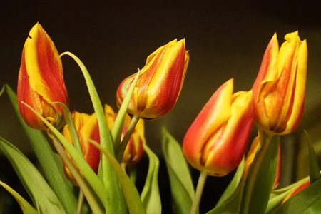 美丽的 季节 植物 特写镜头 自然 春天 美女 花束 开花