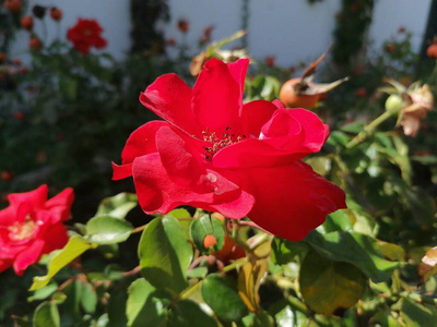 结婚 夏天 植物 特写镜头 婚礼 情人 浪漫 花束 玫瑰