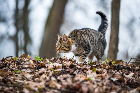 春三月斑猫在干树叶上行走图片