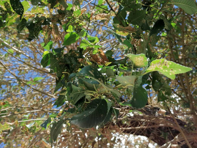 植物 美丽的 动物 野生动物 风景 花园 自然 森林 特写镜头