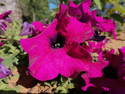 春天 夏天 粉红色 植物 美丽的 花的 自然 花园 特写镜头