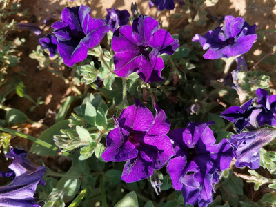 花瓣 开花 矮牵牛 美女 特写镜头 夏天 紫色 春天 自然