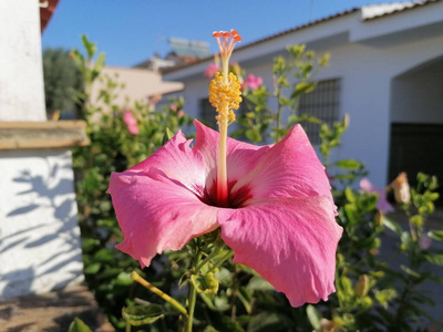 植物 夏威夷 花瓣 花的 盛开 植物区系 粉红色 美丽的