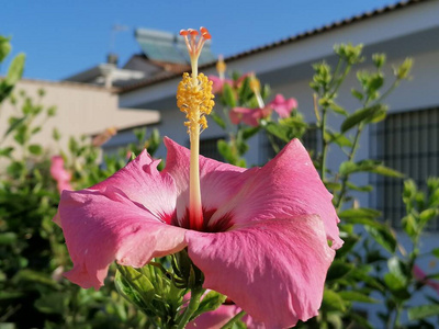 特写镜头 花的 盛开 植物 颜色 花园 美女 木槿 花瓣