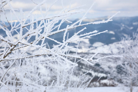 森林 小山 冰冷的 美丽的 假日 白霜 暴风雪 降雪 分支