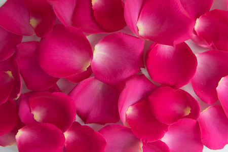 粉红色 自然 浪漫的 假日 植物 花园 花的 玫瑰 墙纸